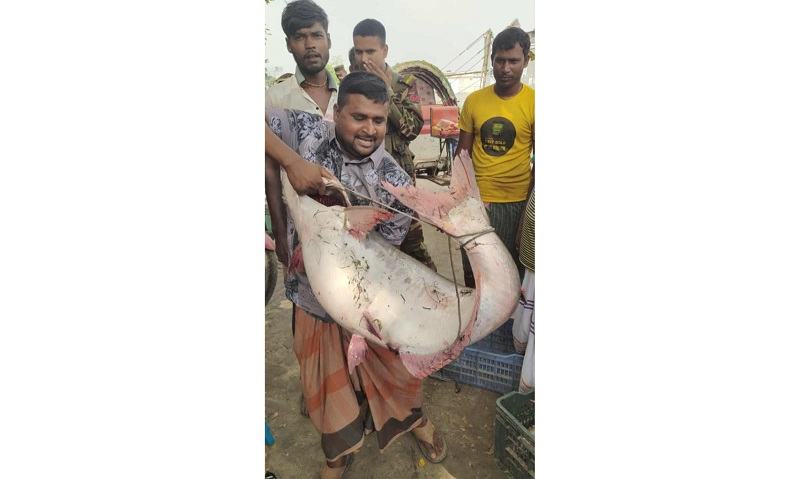 রাজবাড়ীর পদ্মায় জেলের জালে ধরা পড়ল ২৪ কেজির পাঙ্গাস
