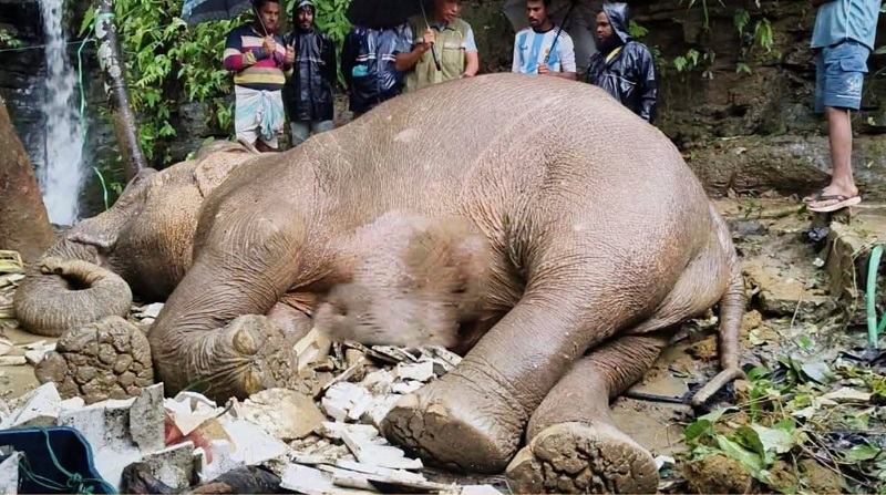 বাঁচানো গেল না পাহাড় থেকে পড়ে আহত হাতিটিকে