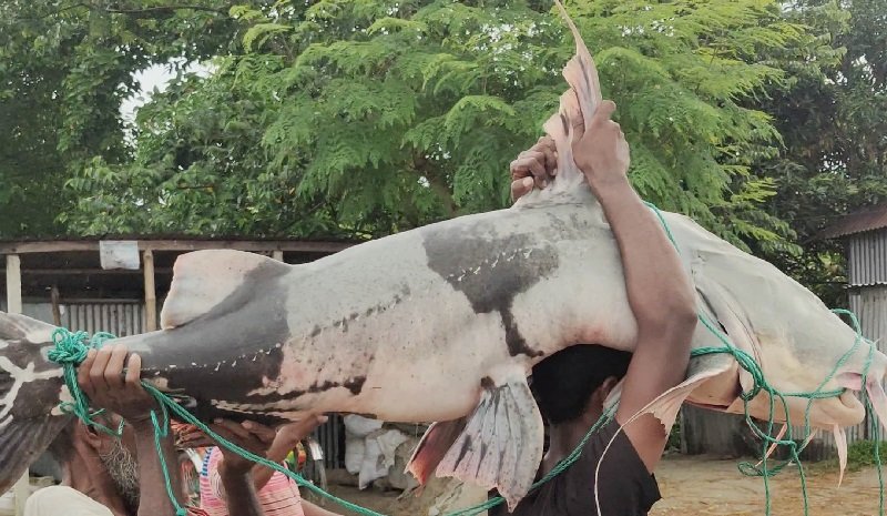 রাজবাড়ীর পদ্মায় আবারো মিলল ৫০ কেজি ওজনের বাগাইড়, বিক্রি ৭৭ হাজার ৫০০ টাকায়