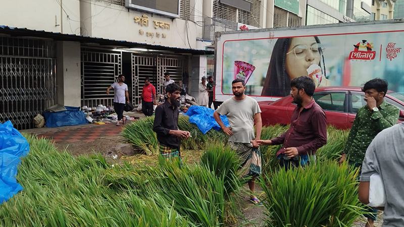 ছোট ঘাসের আঁটি ৫০, ভূসির কেজি ১০০ টাকা