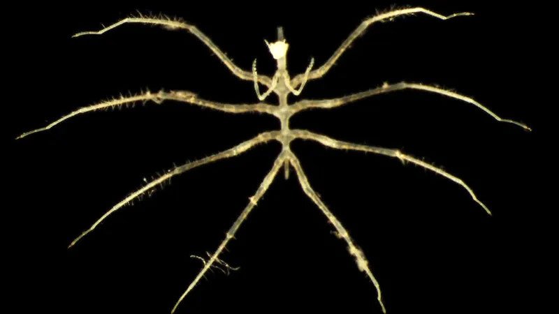 sea-spider-BBC
