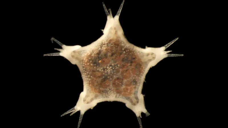 sea-star-BBC