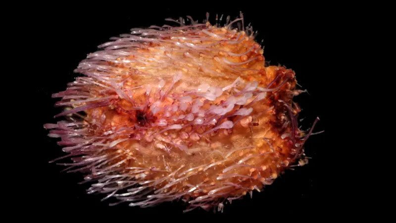sea-urchin-BBC
