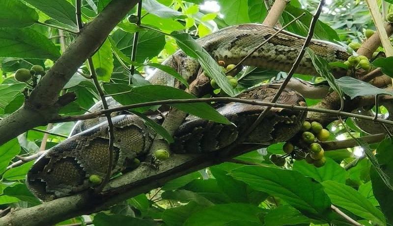 কুড়িগ্রামে বসতবাড়ির পাশে ১০ ফুট লম্বা অজগর