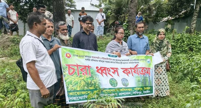 টাঙ্গাইলে পরিবেশগত ঝুঁকি কমাতে ইউক্যালিপটাস ও আকাশমণির ৫৩ হাজার চারা ধ্বংস