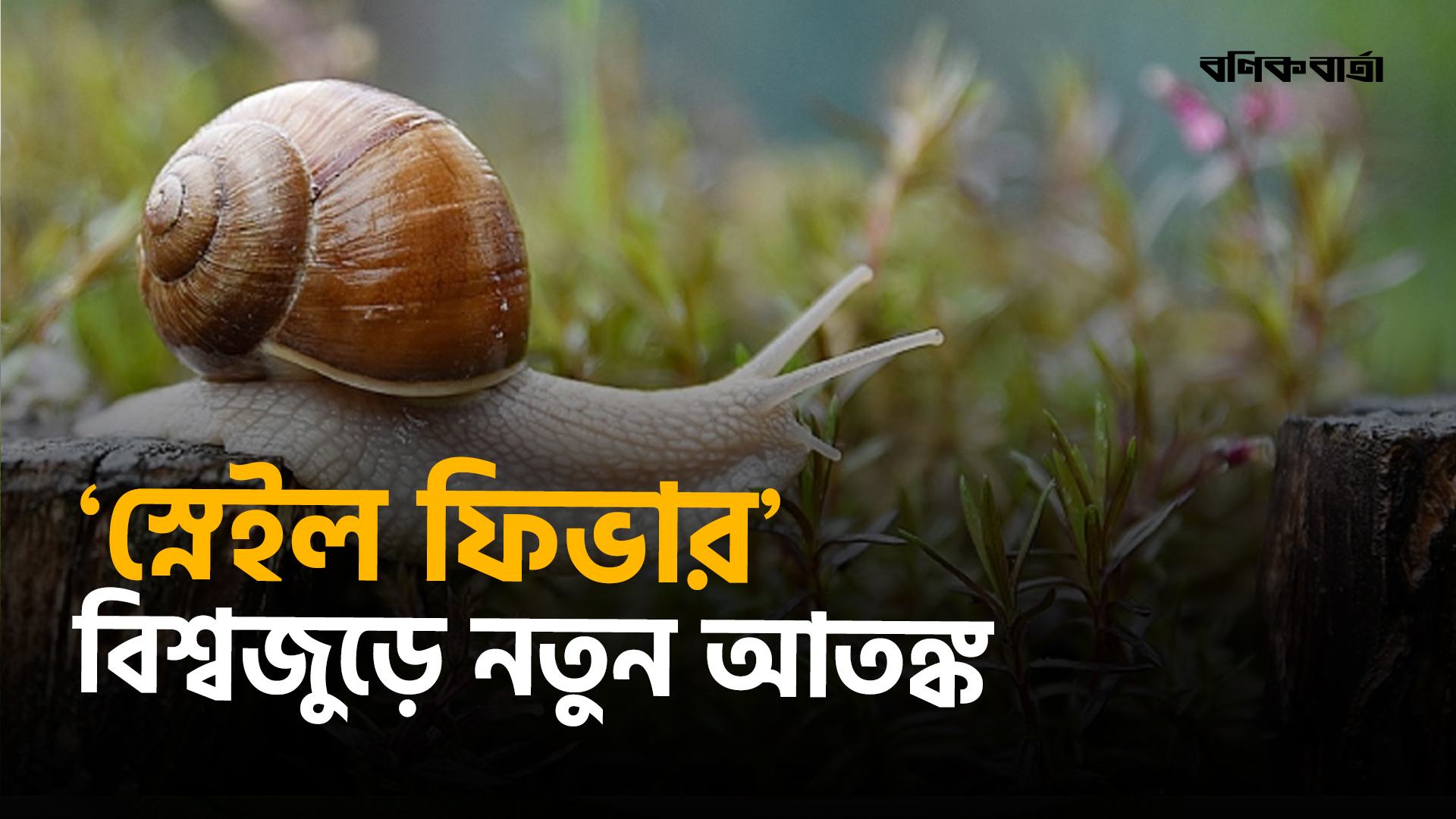 শামুকবাহিত এক পরজীবী বদলে দিচ্ছে বৈশ্বিক স্বাস্থ্যচিত্র