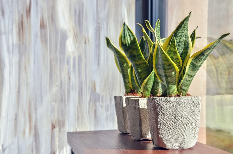 snake-plant-indoor_0_1200.jpg