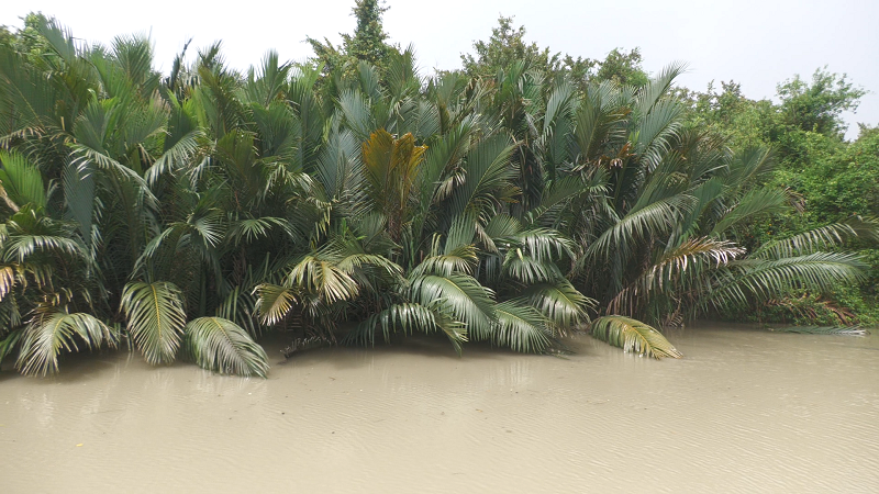 সুন্দরবনে তিন মাসের নিষেধাজ্ঞায় ফিরেছে প্রাণ-প্রকৃতি, কমেছে অপরাধ