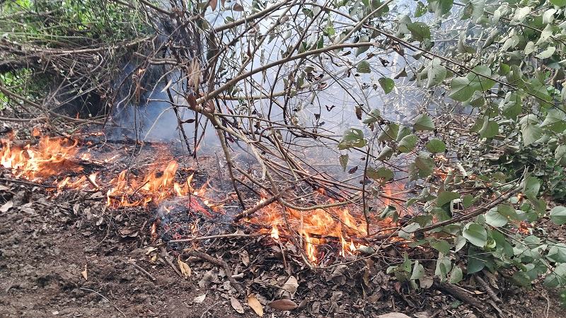 সুন্দরবনে আগুন নেভানোর চেষ্টা করছে ফায়ার সার্ভিসের ১০ ইউনিট
