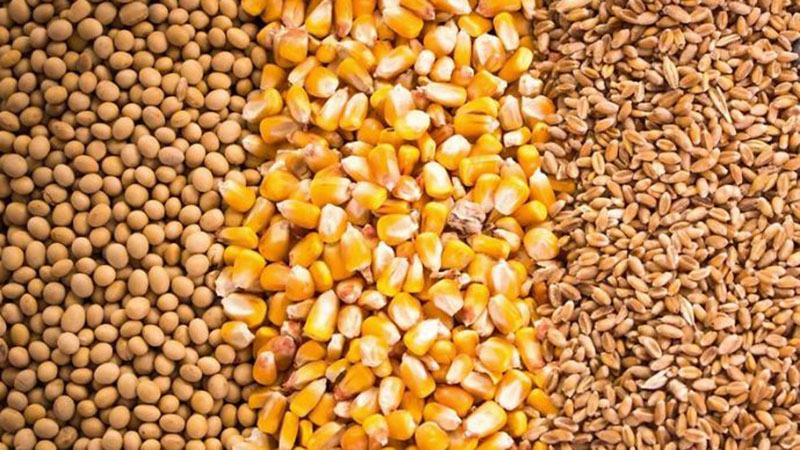 বিশ্ববাজারে সয়াবিন, ভুট্টা ও গমের দাম বেড়েছে