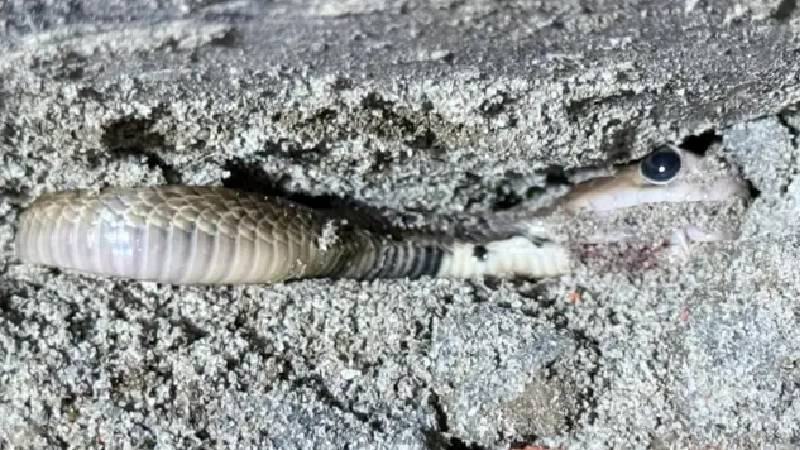 ঢাকায় বিষধর গোখরার দেখা মিলছে কেন?