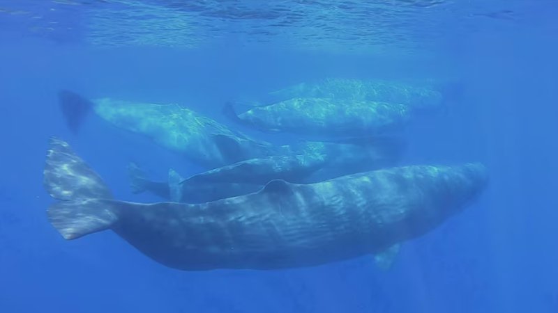 sperm_whale_reuters