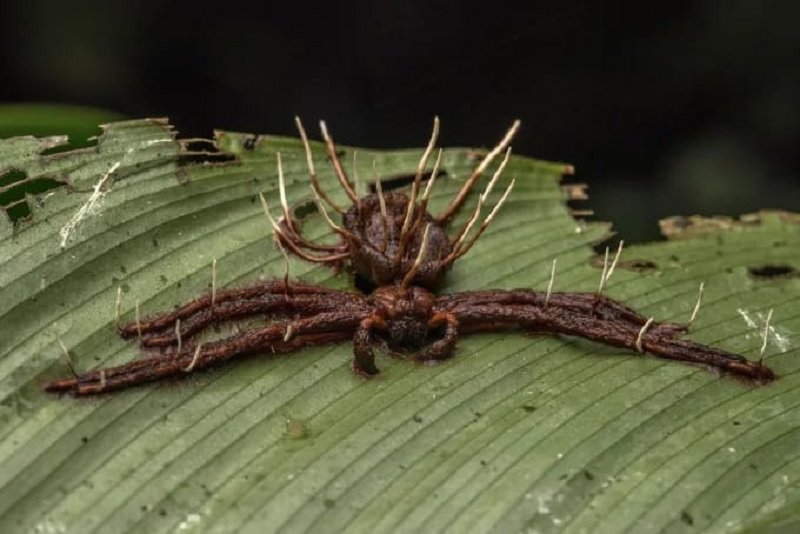 spider