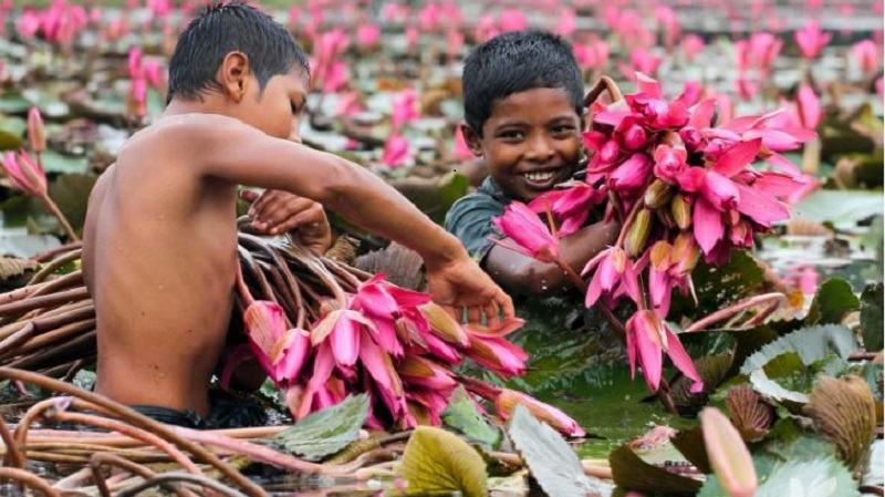 অপার সৌন্দর্যের শাপলা সবজি হিসেবেও চাহিদা মেটাচ্ছে