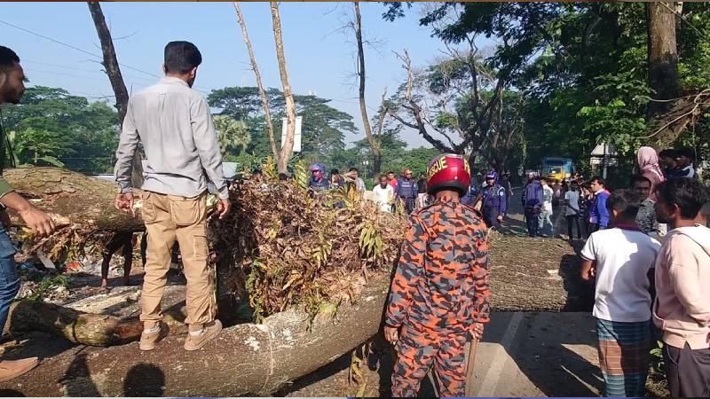 ঢাকা-বরিশাল মহাসড়কে গাছ ফেলে অবরোধ, ৪ ঘণ্টা পর যান চলাচল স্বাভাবিক