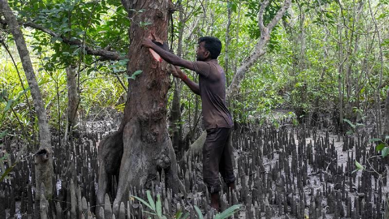 লবণাক্ততা বাড়ায় হারাচ্ছে সুন্দরবনের ঔষধি গাছ, বিলুপ্ত হচ্ছে ভেষজ চিকিৎসা ও জ্ঞান