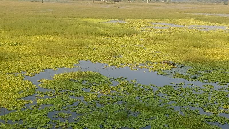 সাতক্ষীরায় জলাবদ্ধতায় সাড়ে ১২ হাজার হেক্টর জমি অনাবাদি, বিপাকে ২৫ থেকে ৩০ হাজার কৃষক