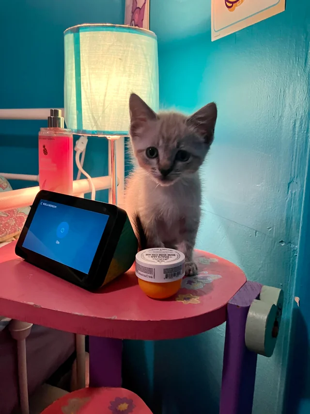 super-small-kitten-please-calm-my-nerves-while-i-wait-for-v0-i6z9wet0vzad1