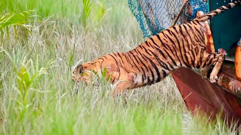 আবাসস্থলে আহত বাঘিনীকে ফিরিয়ে দিতে পারাকে ‘মাইলফলক’ বলছেন সংশ্লিষ্টরা