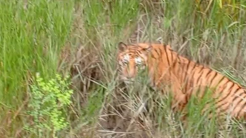tiger_bb1