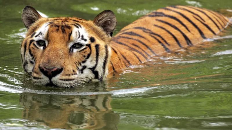 বাঘের আক্রমণে আহত মৌয়ালকে নিয়ে লোকালয়ে সঙ্গীরা