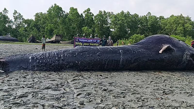 বরগুনায় আন্ধারমানিক নদীতে ভেসে এলো ৩০ ফুট লম্বা তিমি