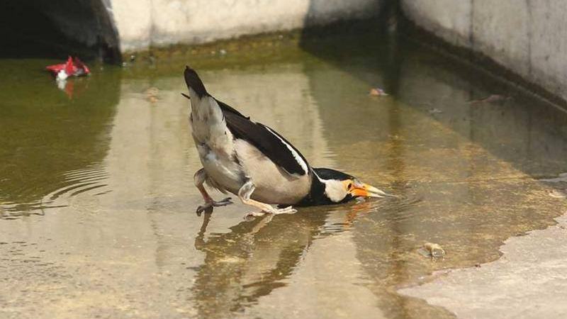 তাপপ্রবাহ অব্যাহত থাকতে পারে কয়েকটি জেলায়