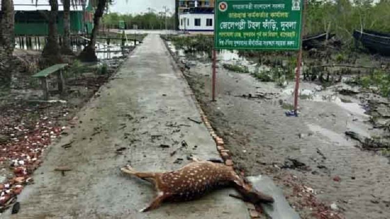 সুন্দরবনে জলোচ্ছ্বাসে ডুবেছে মিঠা পানির পাঁচটি পুকুর, ভেসে এসেছে দুটি হরিণের মরদেহ