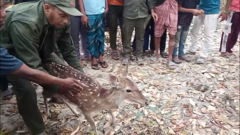 লোকালয়ে ঢুকে পড়া চিত্রা হরিণ উদ্ধার করে সুন্দরবনে অবমুক্ত