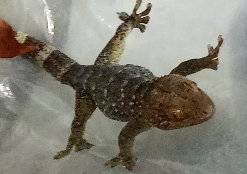 চুয়াডাঙ্গায় বিলুপ্তপ্রায় ৩টি তক্ষকসহ পাচারকারী আটক