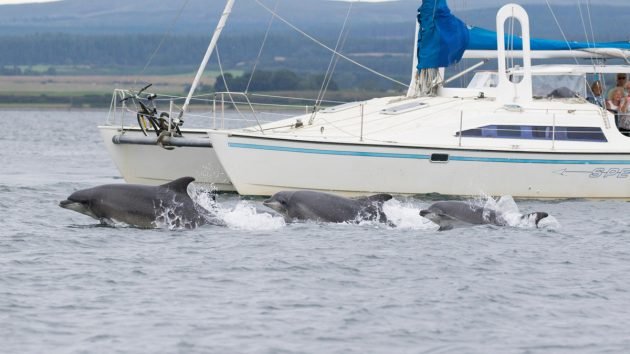 uk-cetaceans-Alamy_T6X10H_357054212_618690081-630x354