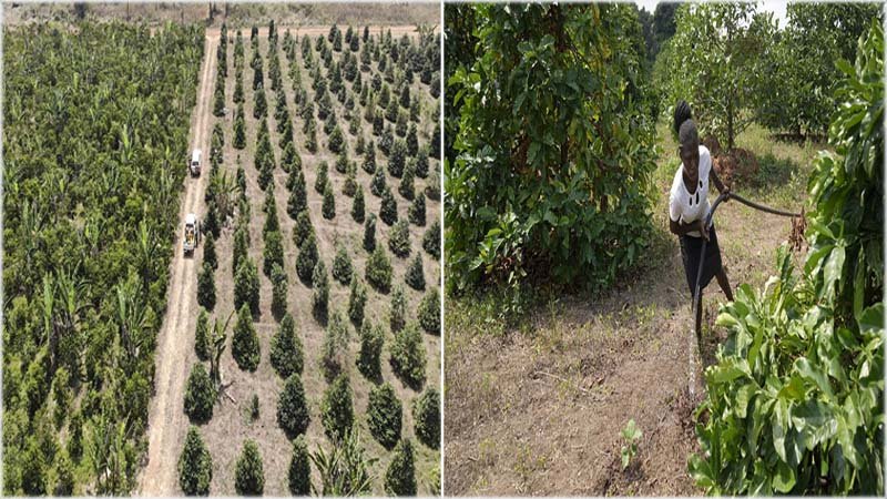 watering in coffee-farm-AP