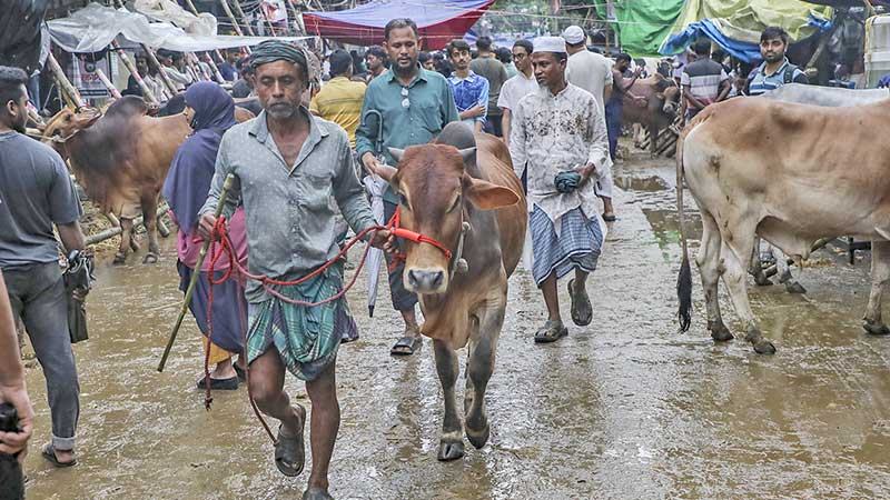 কোরবানির পশুর বর্জ্য অপসারণে ঢাকা উত্তরে ১৬ হাজার কর্মী প্রস্তুত
