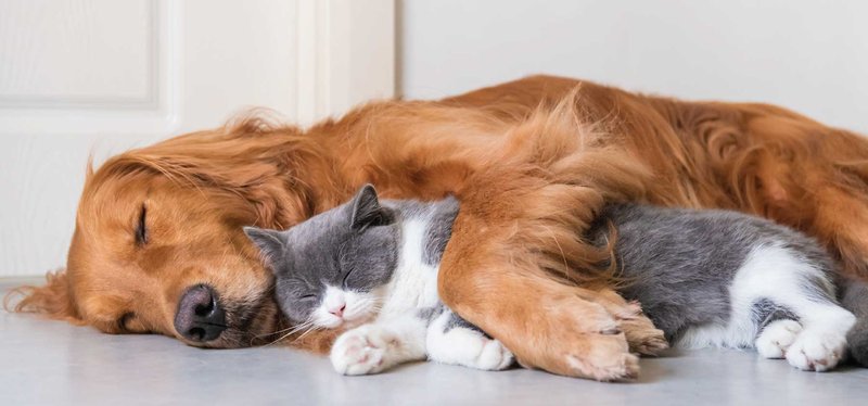 winter-warmers-keeping-your-pet-warm-orewa-beach-vet