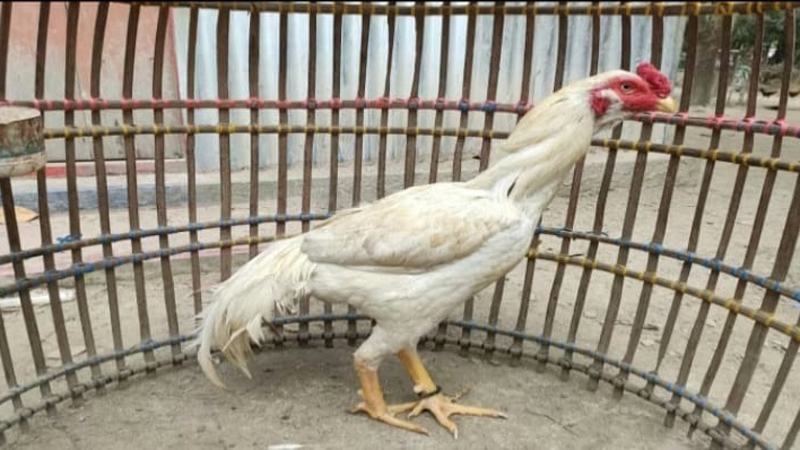 ঐতিহ্যের অংশ হাসলি, গ্রেহাউন্ড ও ছানামুখী