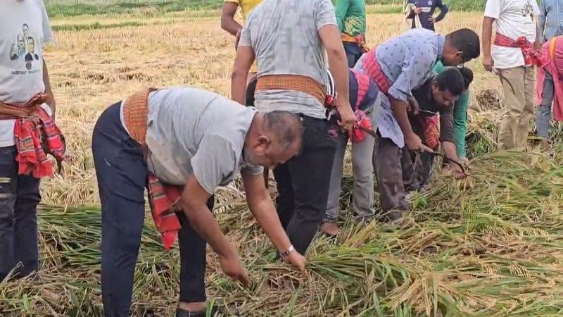 অসহায় বিধবা নারীর ২ বিঘা জমির ধান কেটে দিলেন সংসদ সদস্য এসএম জিলানী