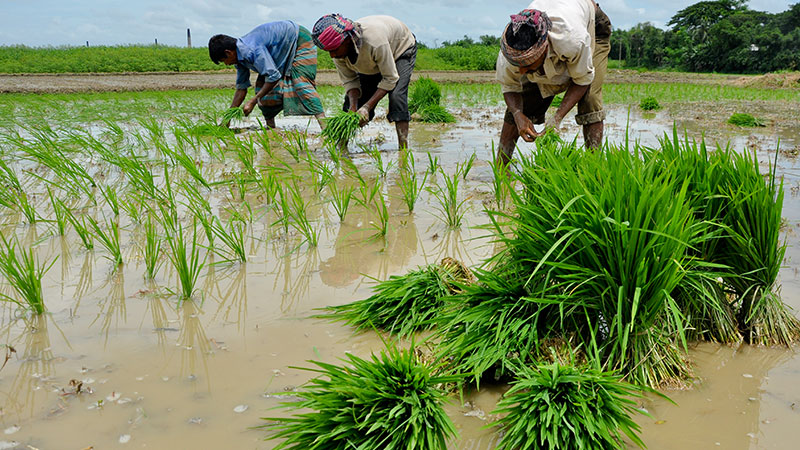 Farmers miss out on fair crop prices amid rising agri input cost ...