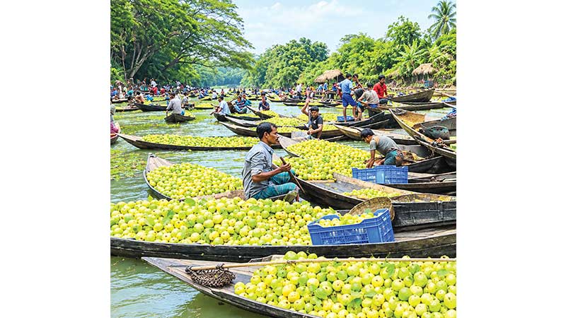 floating guava market barisal