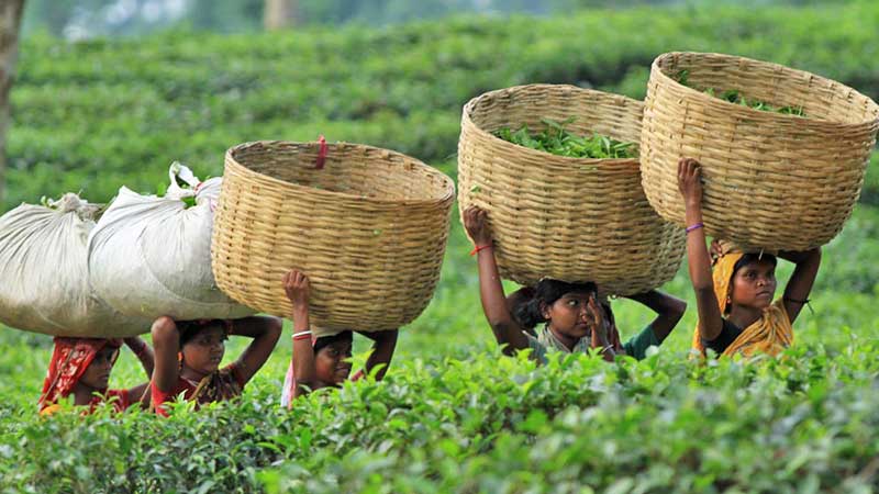 Tea production climbs 130% in strong start to 2026